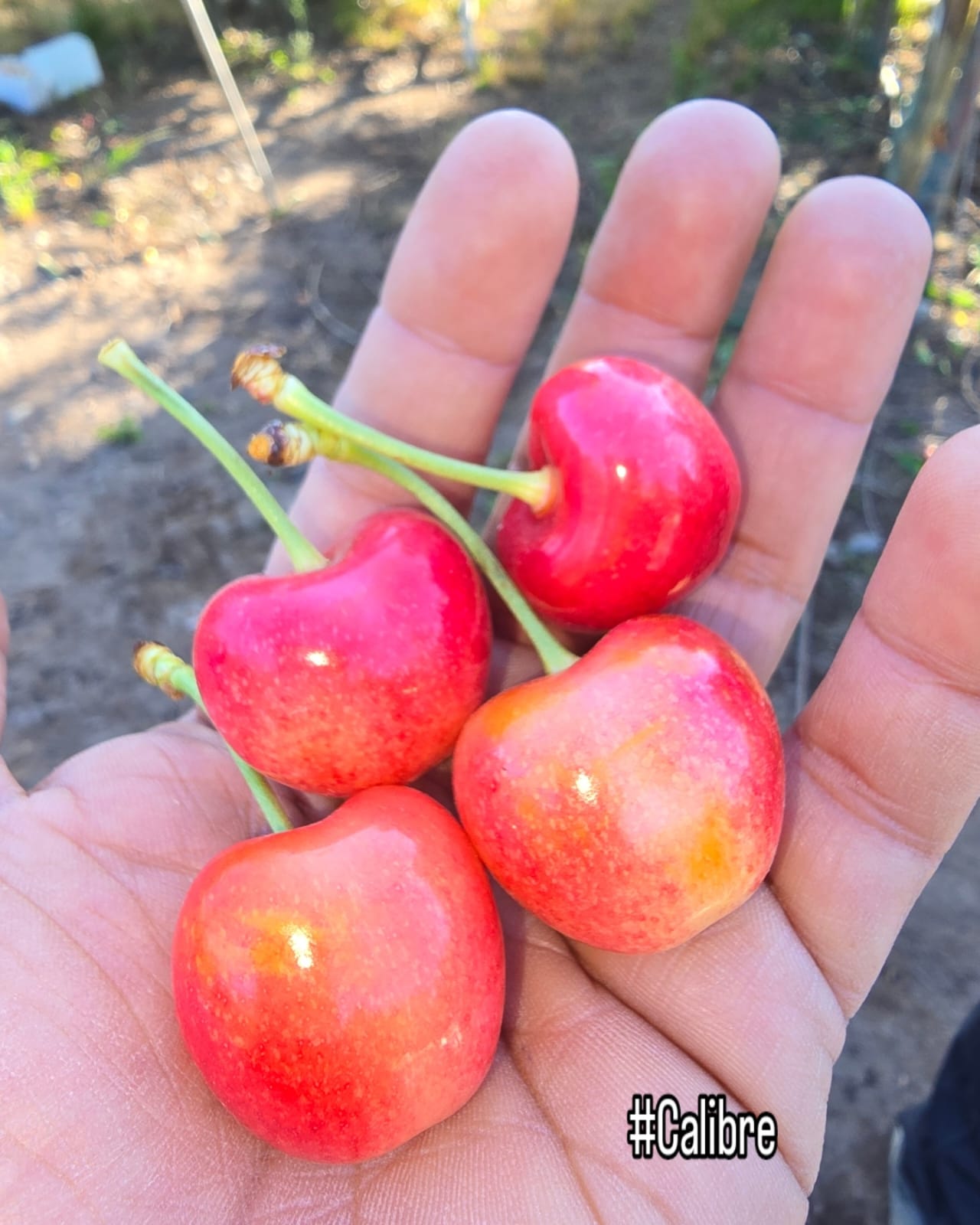 Harvested Cherries