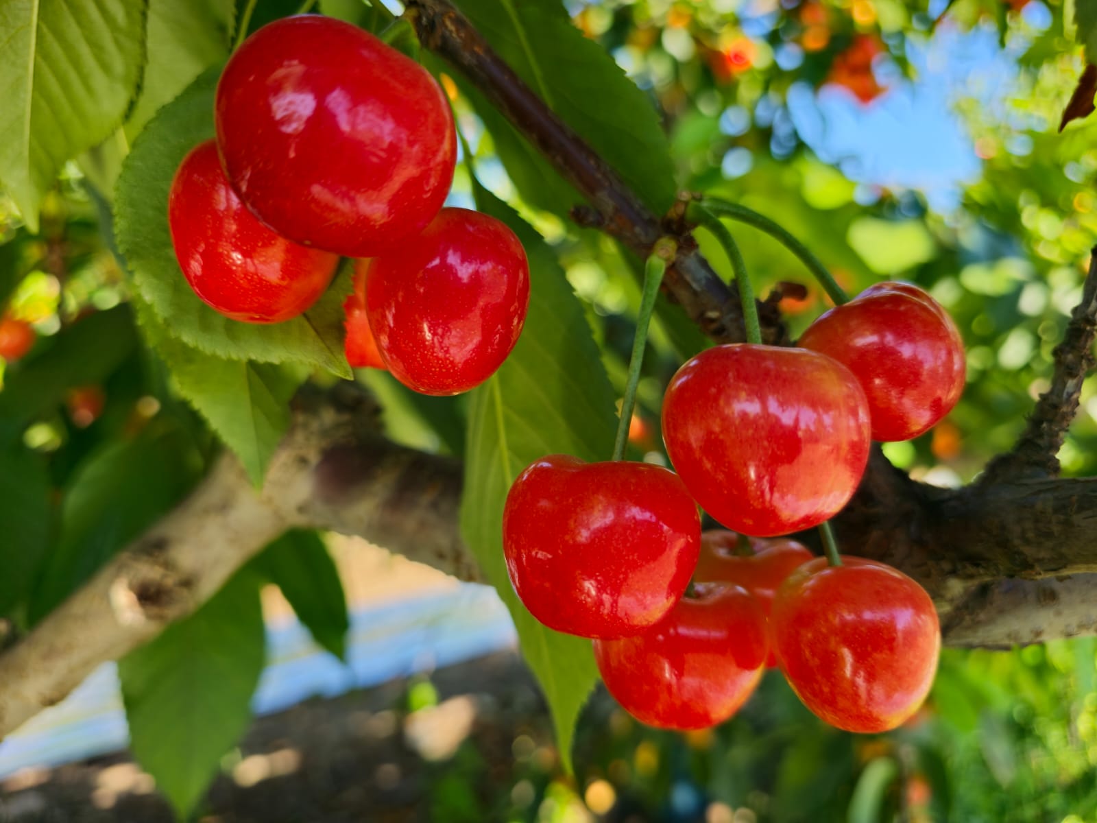 Box of Export Cherries